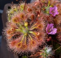 Drosera omissa